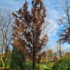 Spaanse eik 'Wageningen' | Hoogstam