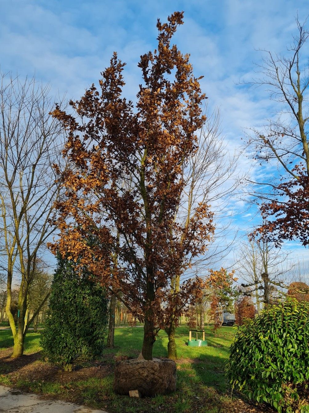 Spaanse eik 'Wageningen' | Hoogstam