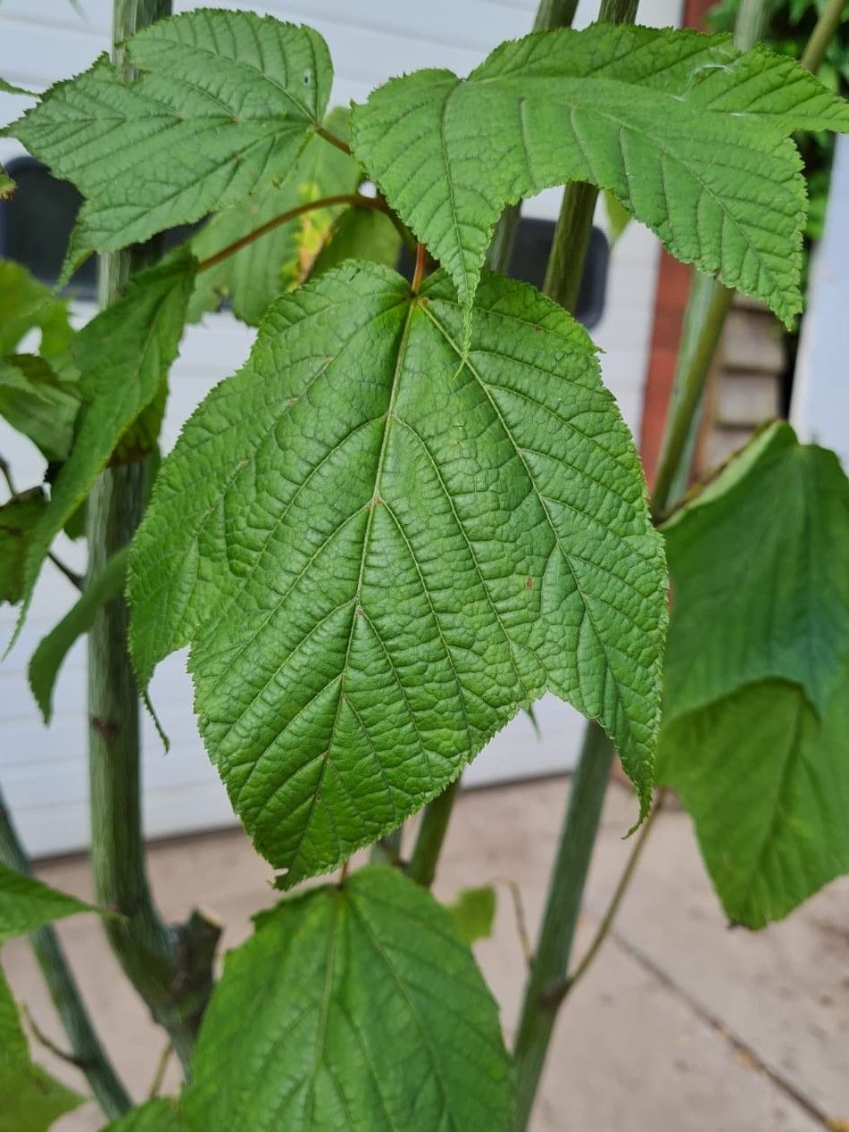 Streepjesbast esdoorn | Meerstammig