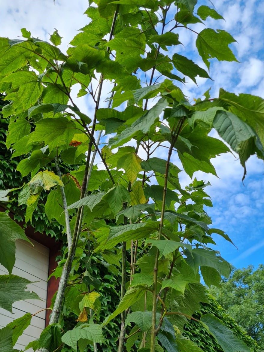 Streepjesbast esdoorn | Meerstammig