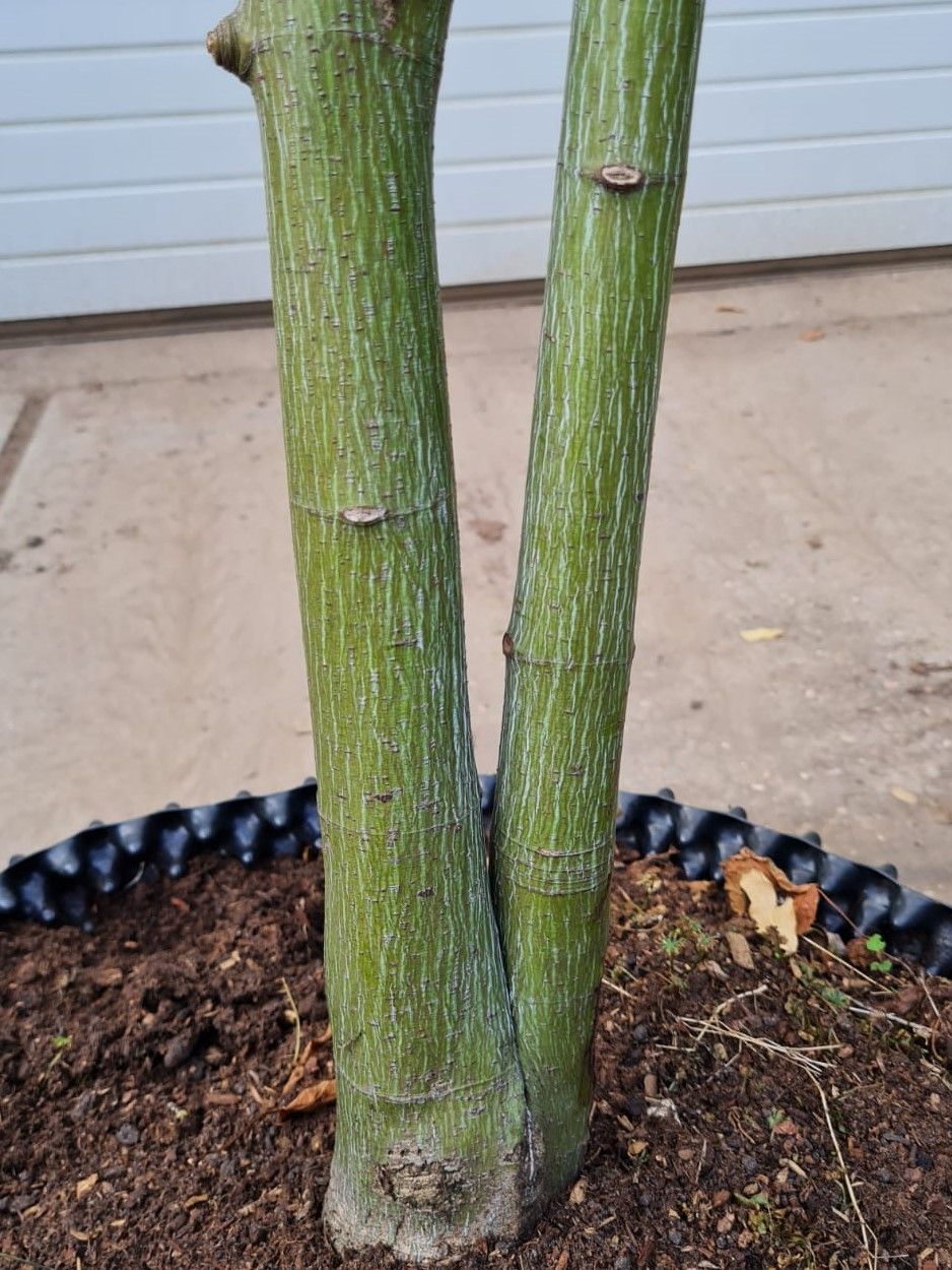 Streepjesbast esdoorn | Meerstammig