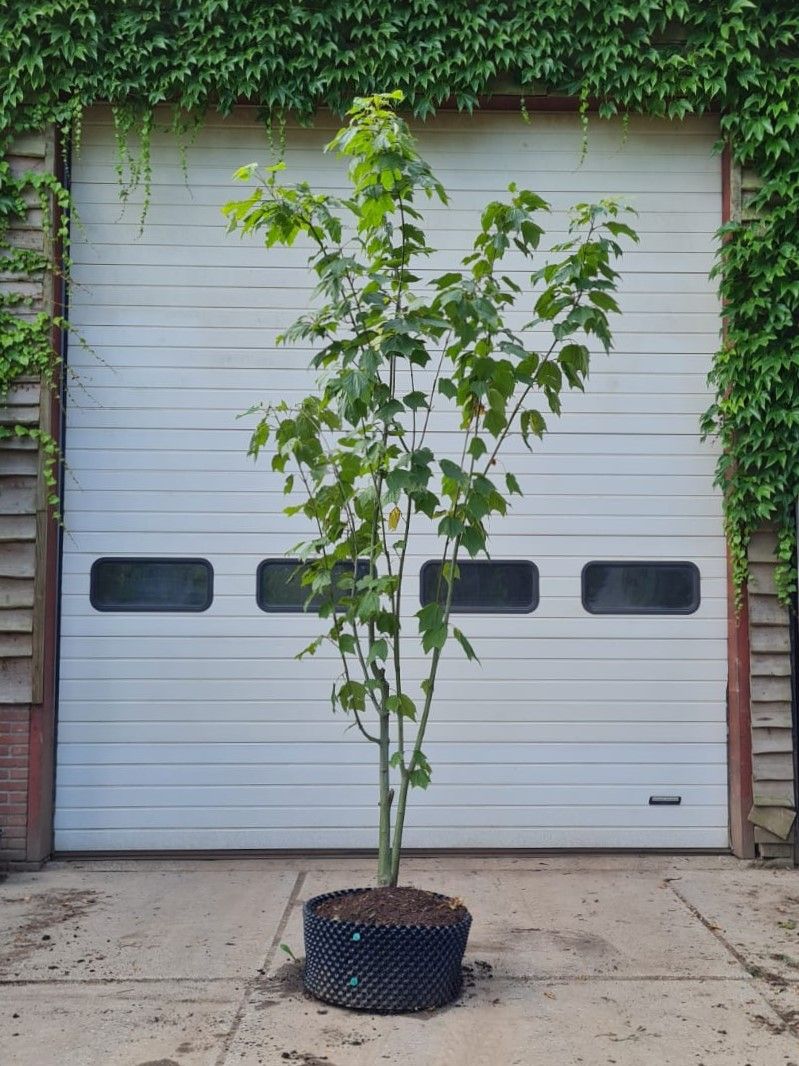 Streepjesbast esdoorn | Meerstammig