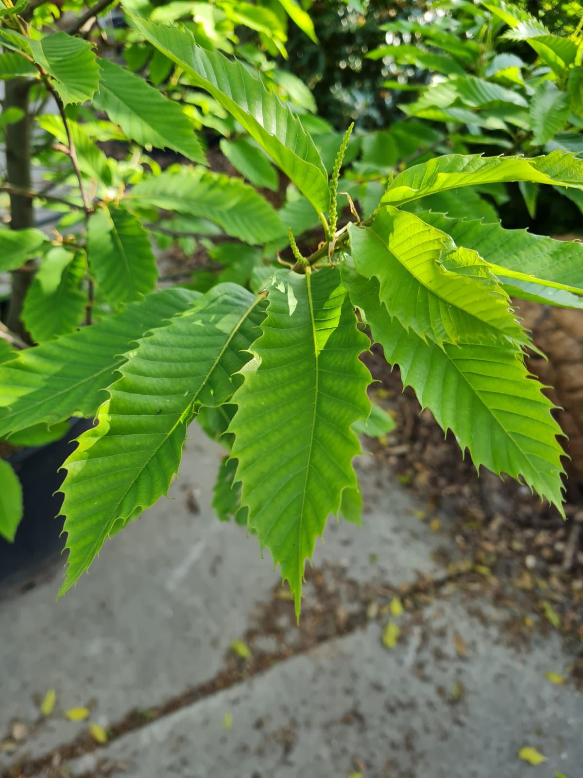 Tamme kastanjeboom | Meerstammig