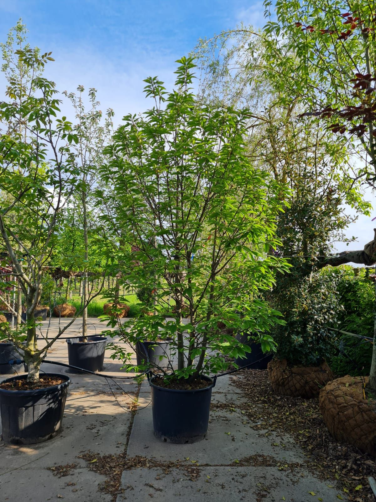 Tamme kastanjeboom | Meerstammig