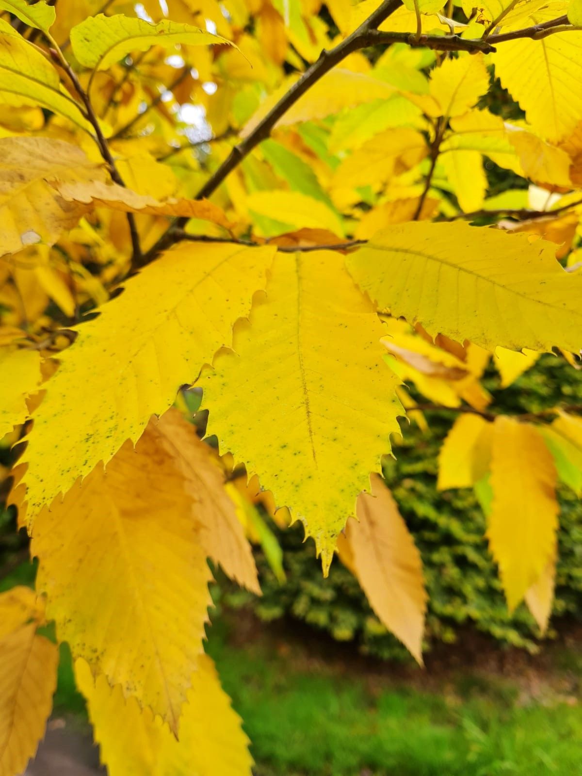 Tamme kastanjeboom | Meerstammig