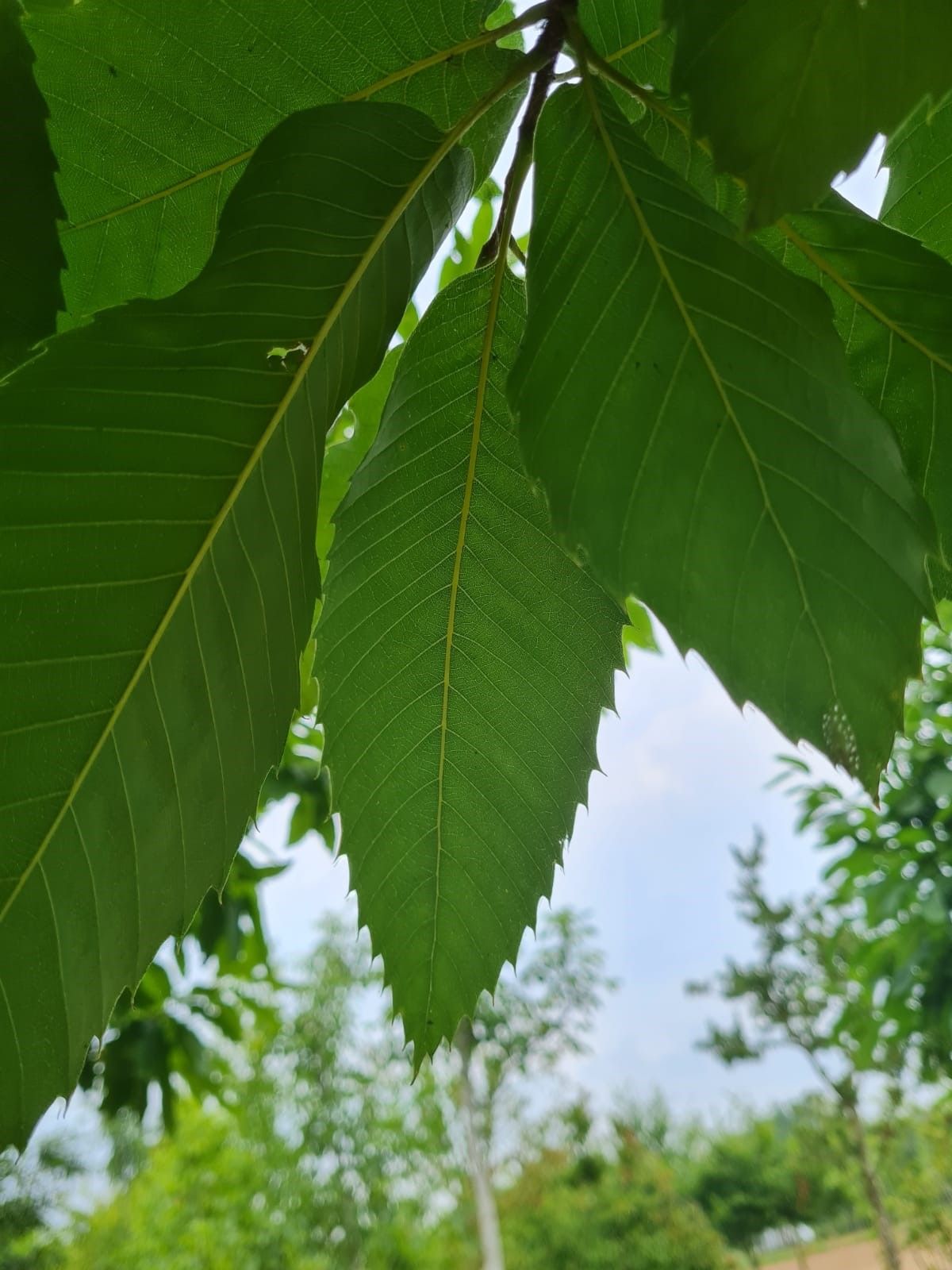 Tamme kastanjeboom | Hoogstam