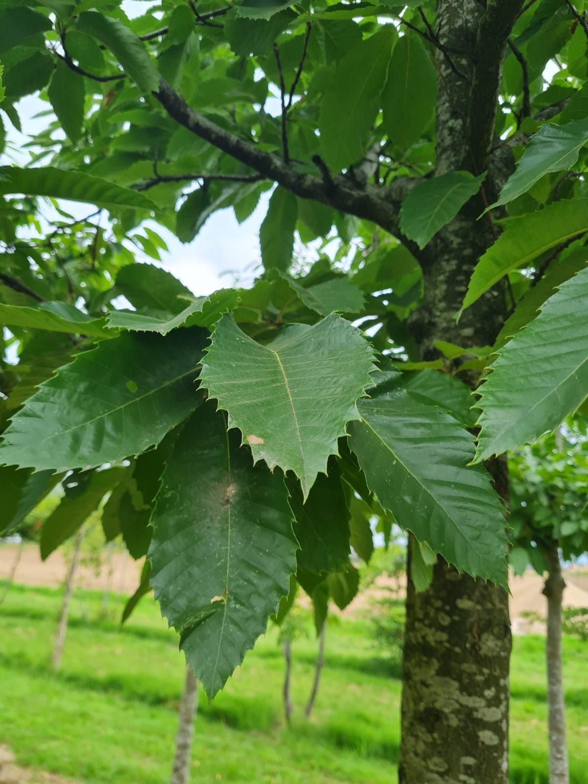 Tamme kastanjeboom | Hoogstam