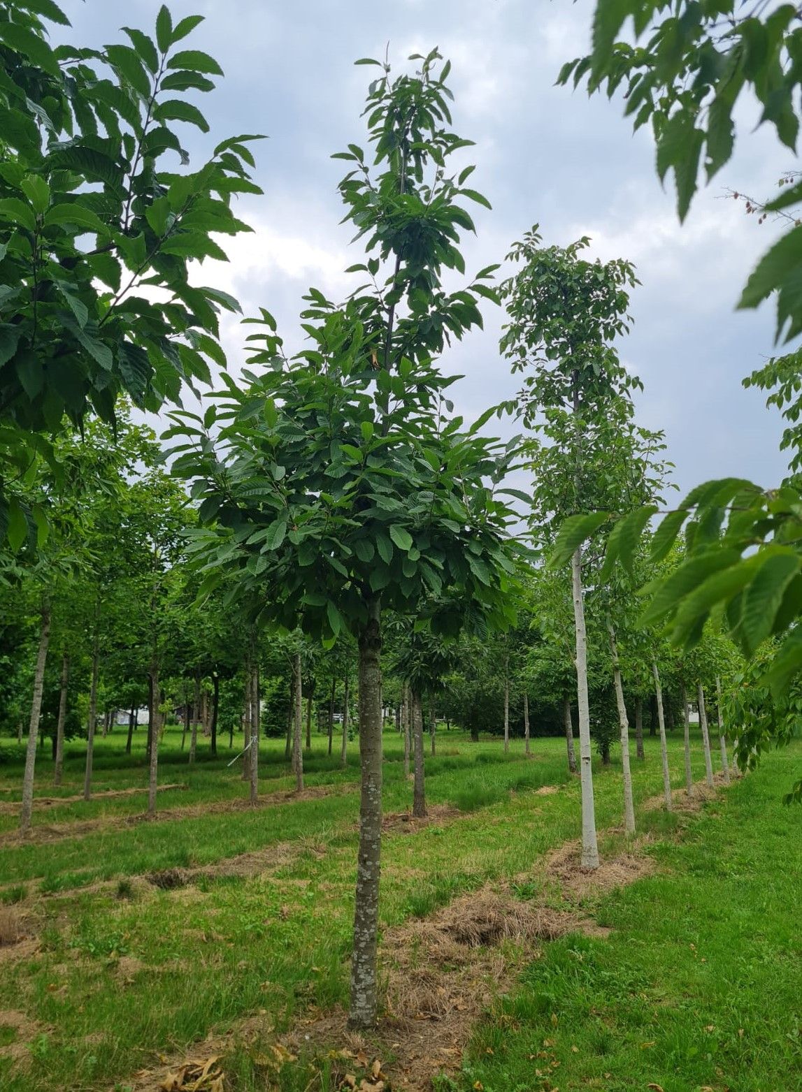 Tamme kastanjeboom | Hoogstam