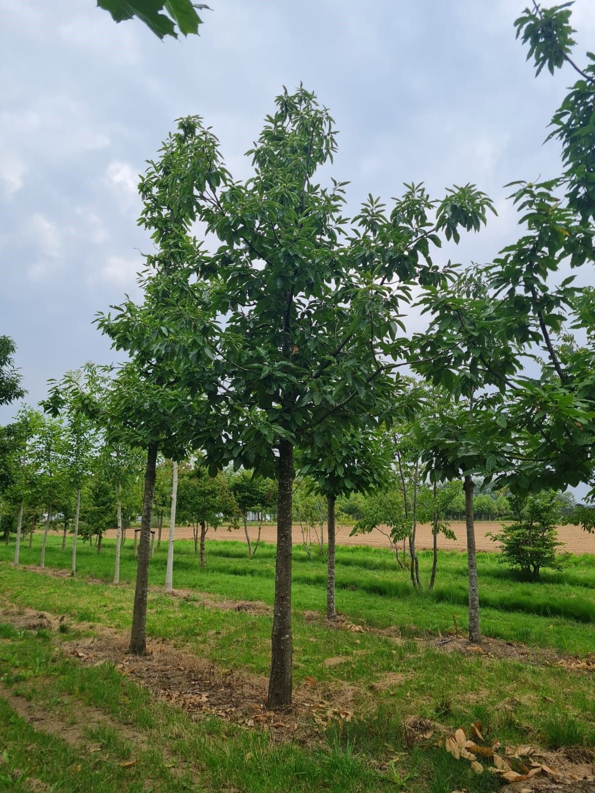 Tamme kastanjeboom | Hoogstam