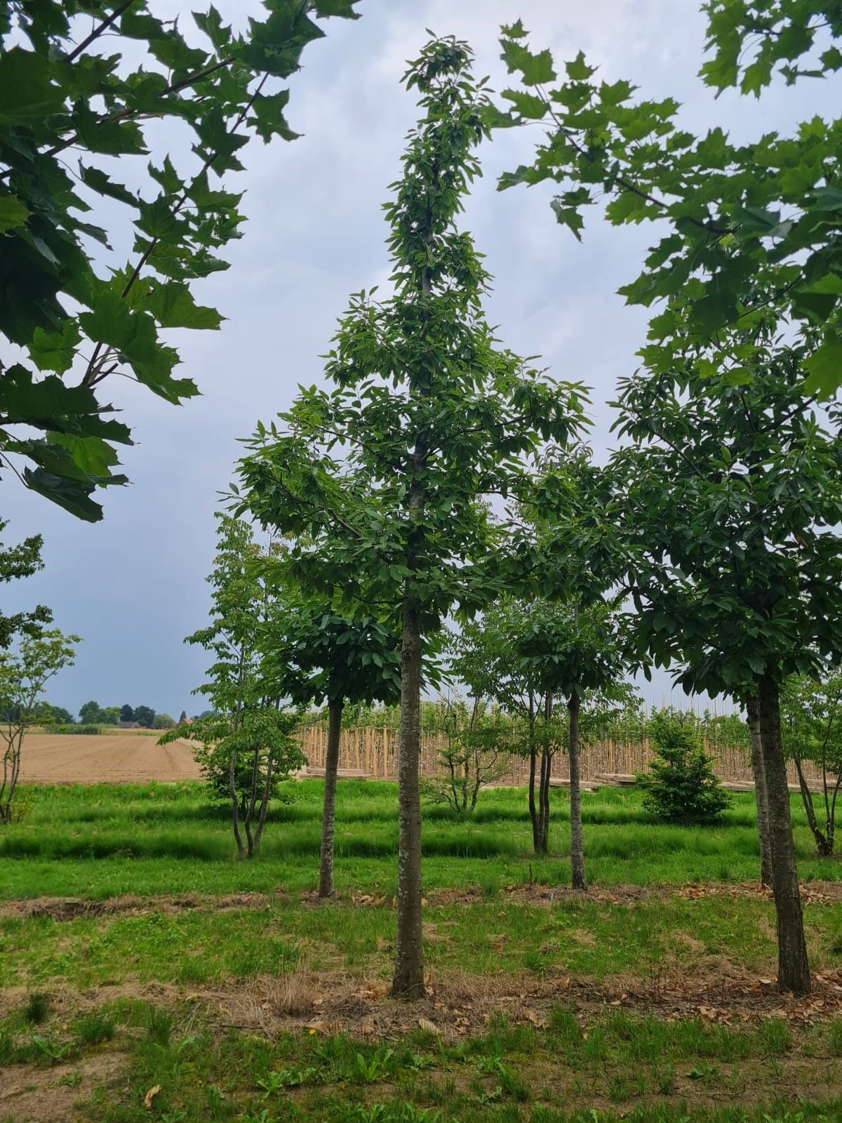 Tamme kastanjeboom | Hoogstam