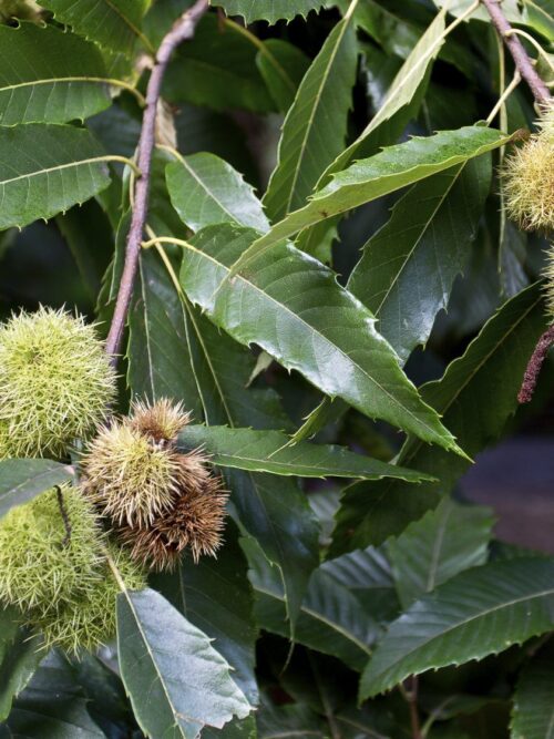 Tamme kastanjeboom | Hoogstam