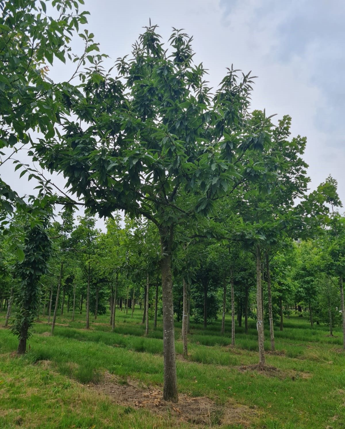 Tamme kastanjeboom | Hoogstam