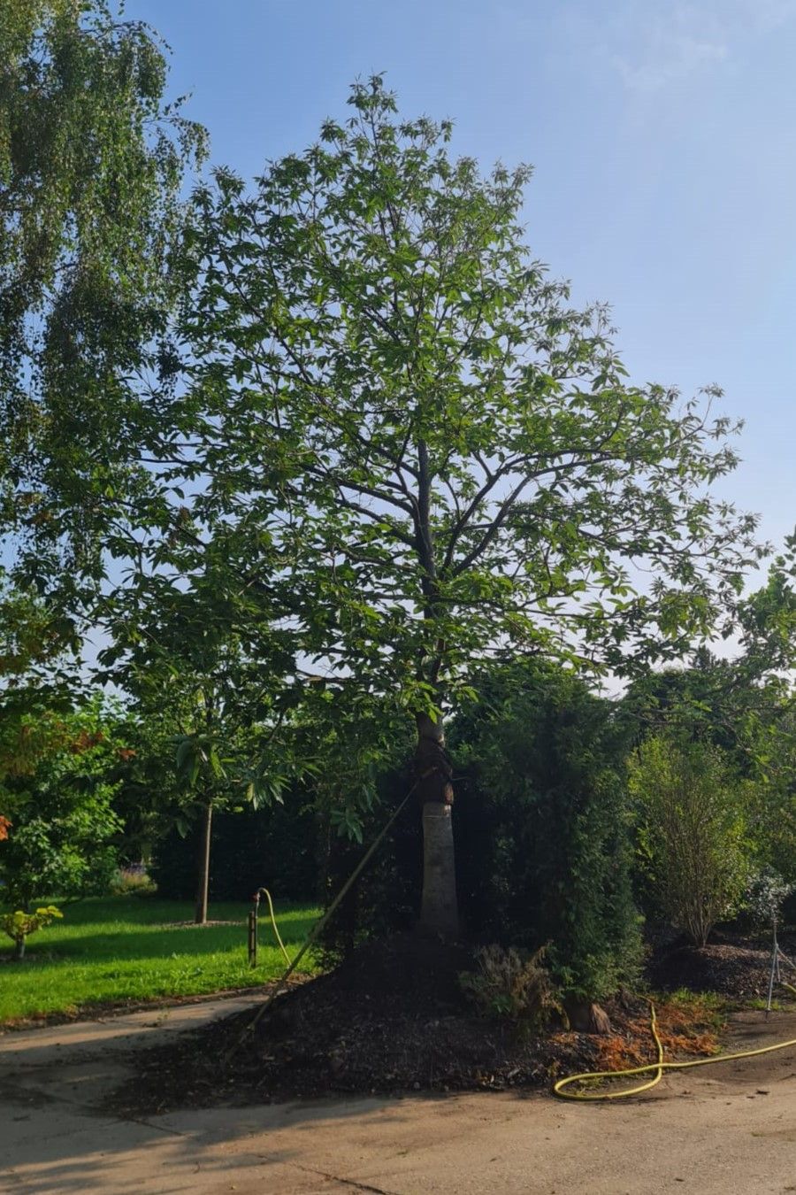 Tamme kastanjeboom | Hoogstam