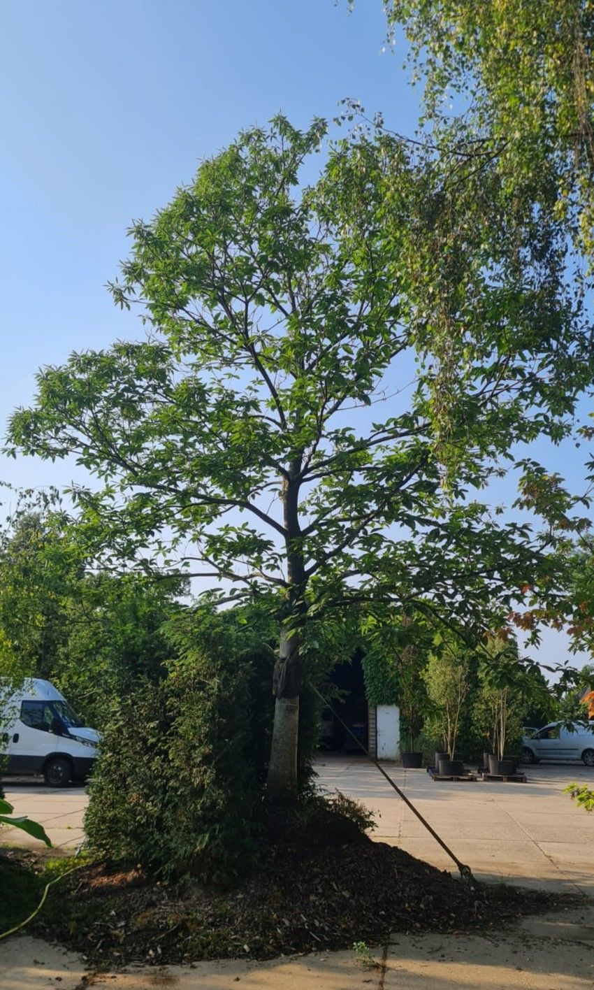 Tamme kastanjeboom | Hoogstam