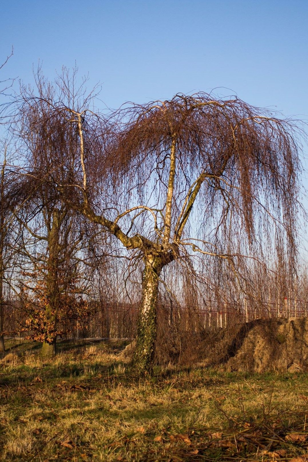 Prieelberk | Hoogstam