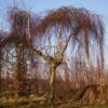 Prieelberk | Hoogstam