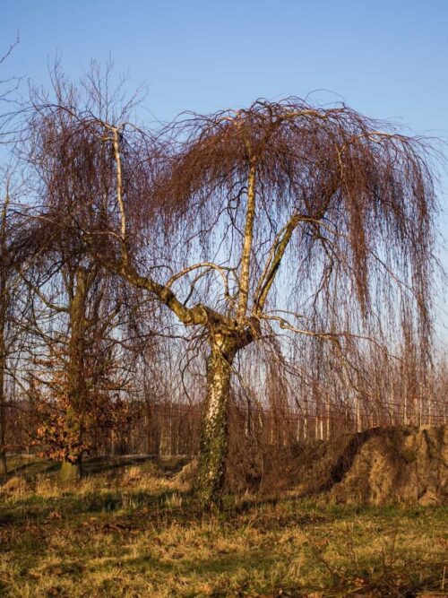 Prieelberk | Hoogstam