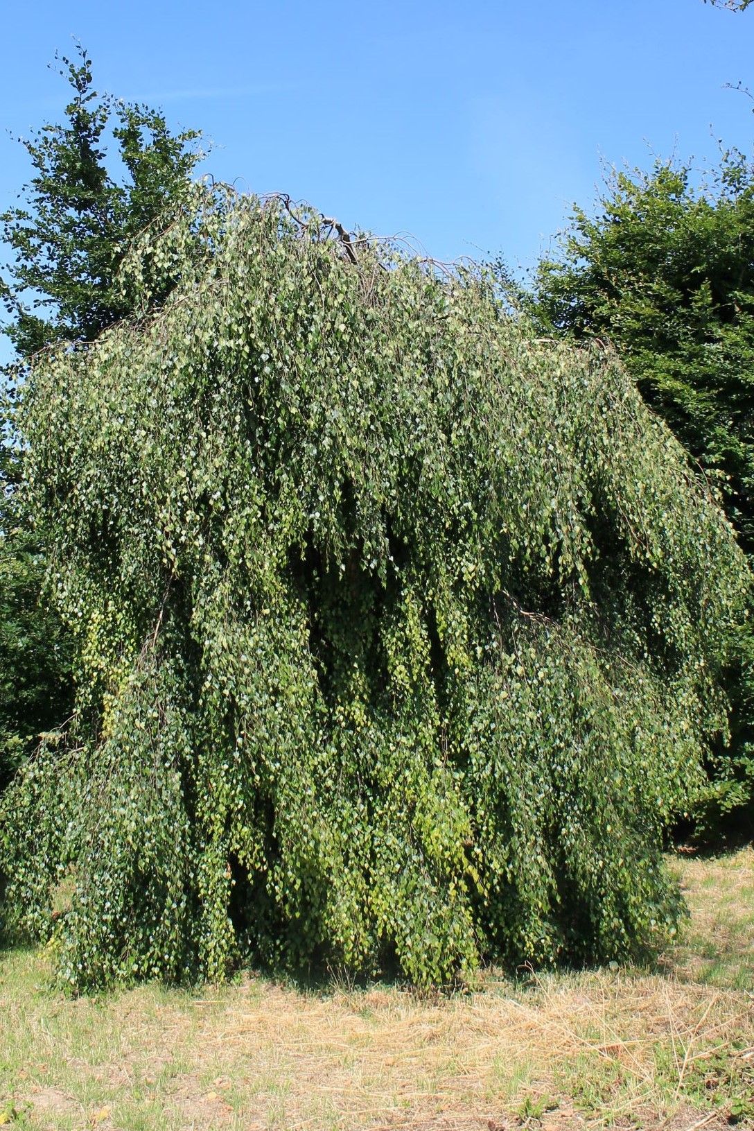 Prieelberk | Hoogstam