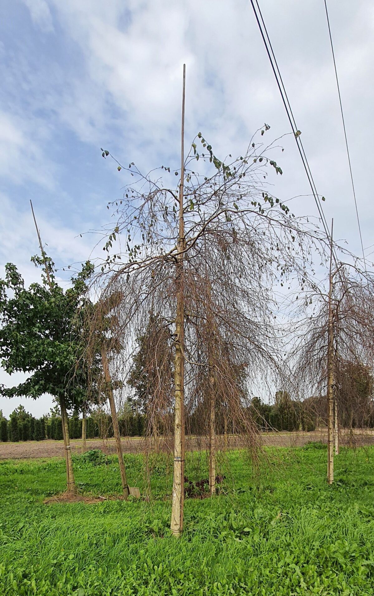 Prieelberk | Hoogstam