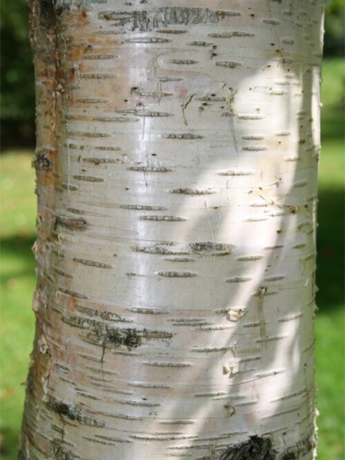 Prieelberk | Hoogstam