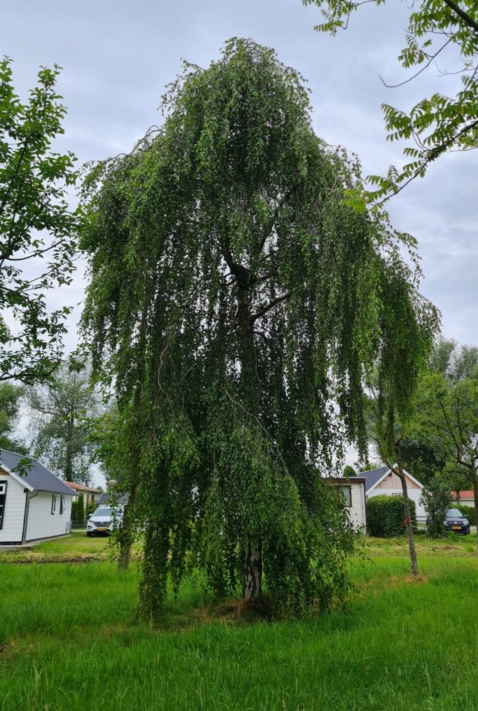 Prieelberk | Hoogstam