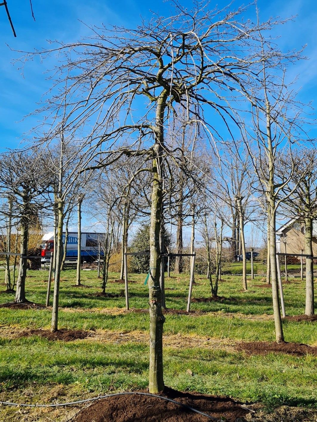 Treurhaagbeuk | Hoogstam