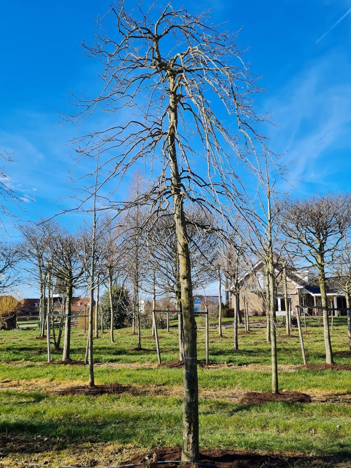 Treurhaagbeuk | Hoogstam