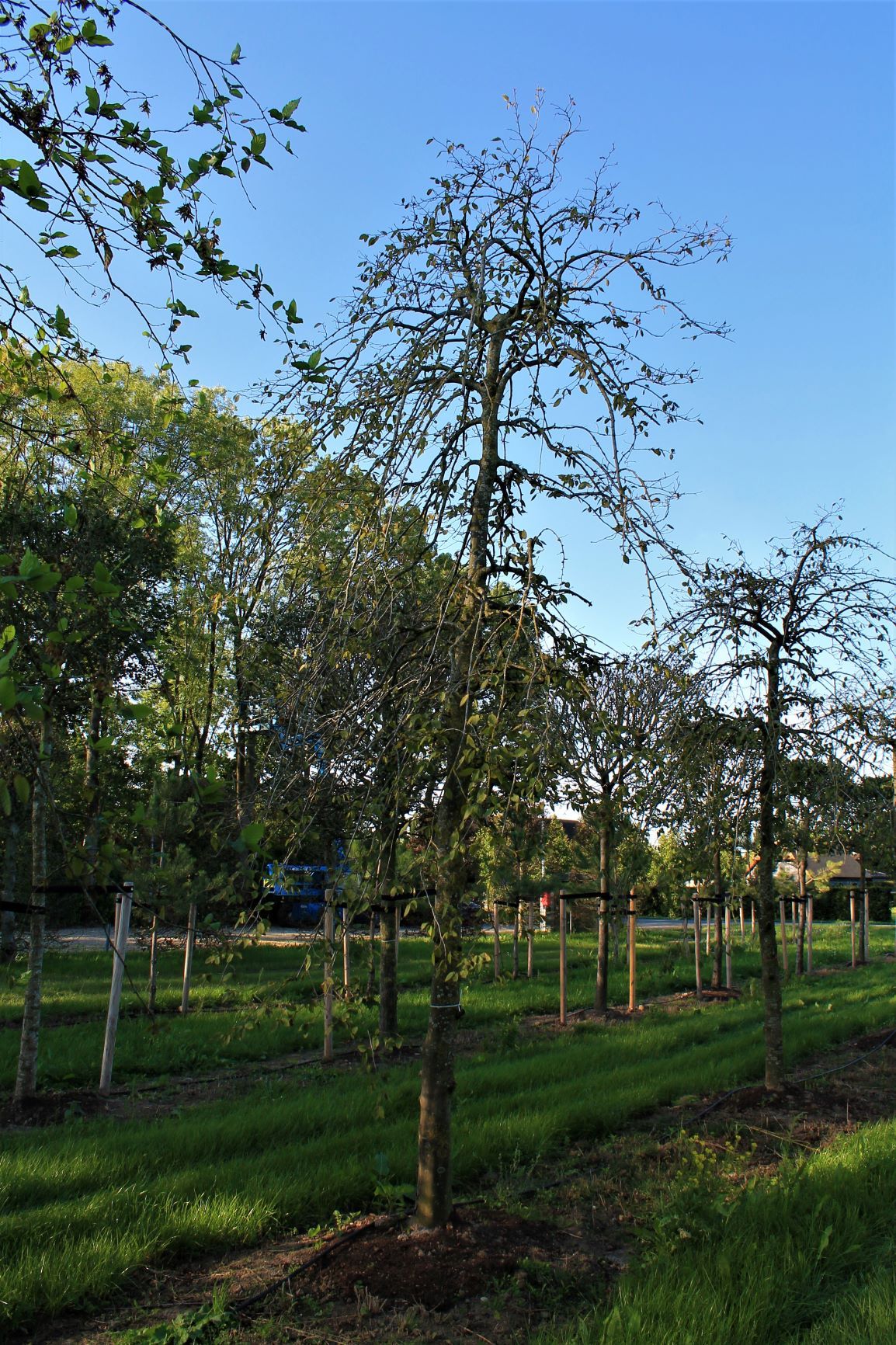 Treurhaagbeuk | Hoogstam