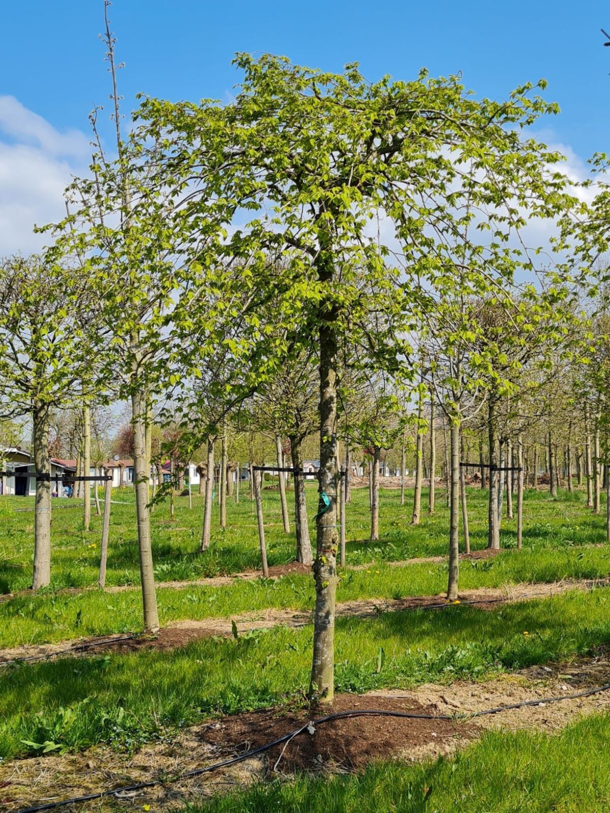 Treurhaagbeuk | Hoogstam