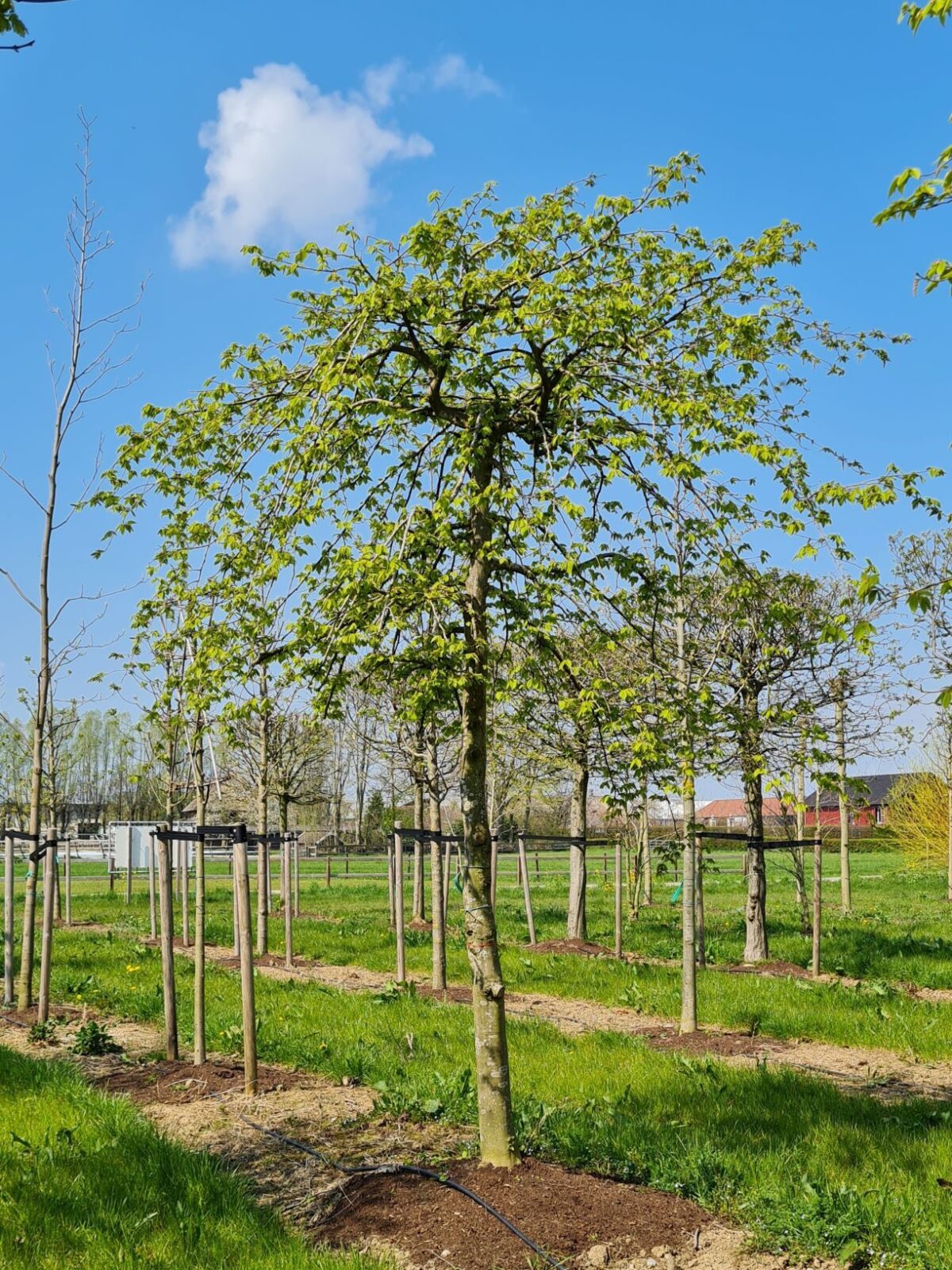 Treurhaagbeuk | Hoogstam