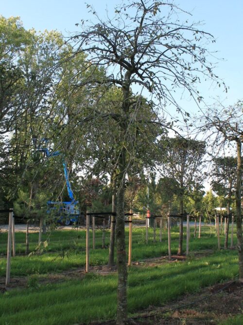 Treurhaagbeuk | Hoogstam