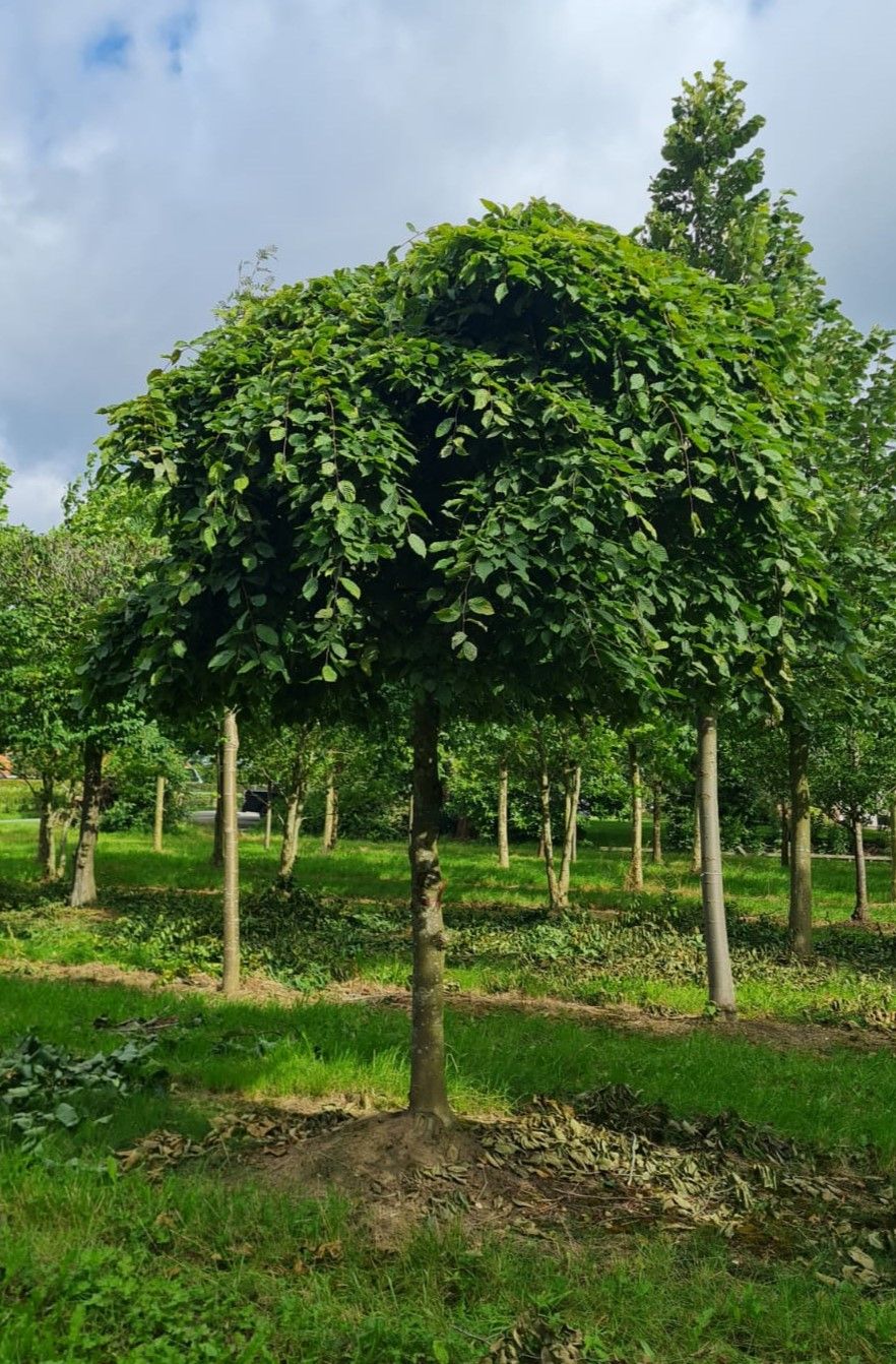 Treurhaagbeuk | Hoogstam