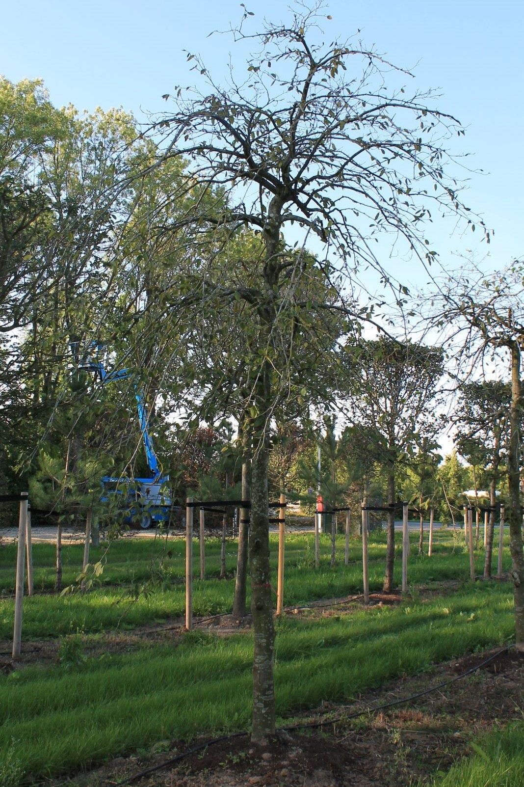 Treurhaagbeuk | Hoogstam