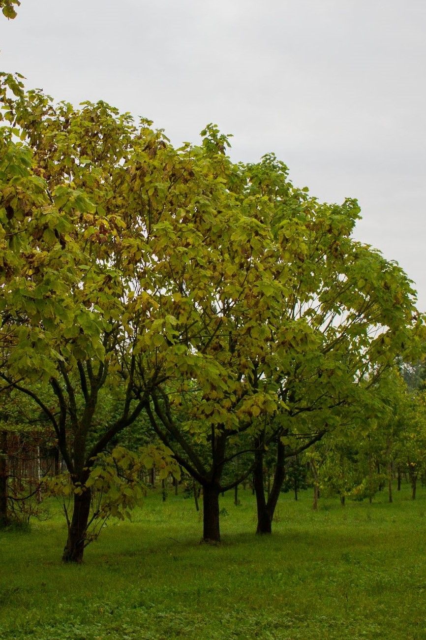 Trompetboom | Halfstam