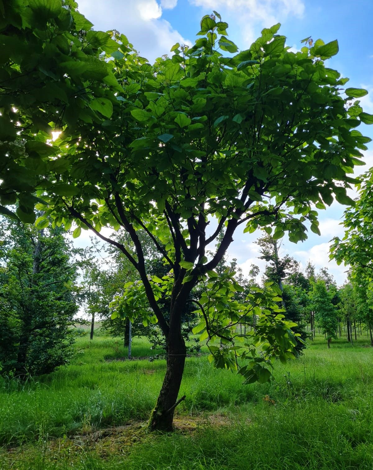 Trompetboom | Halfstam