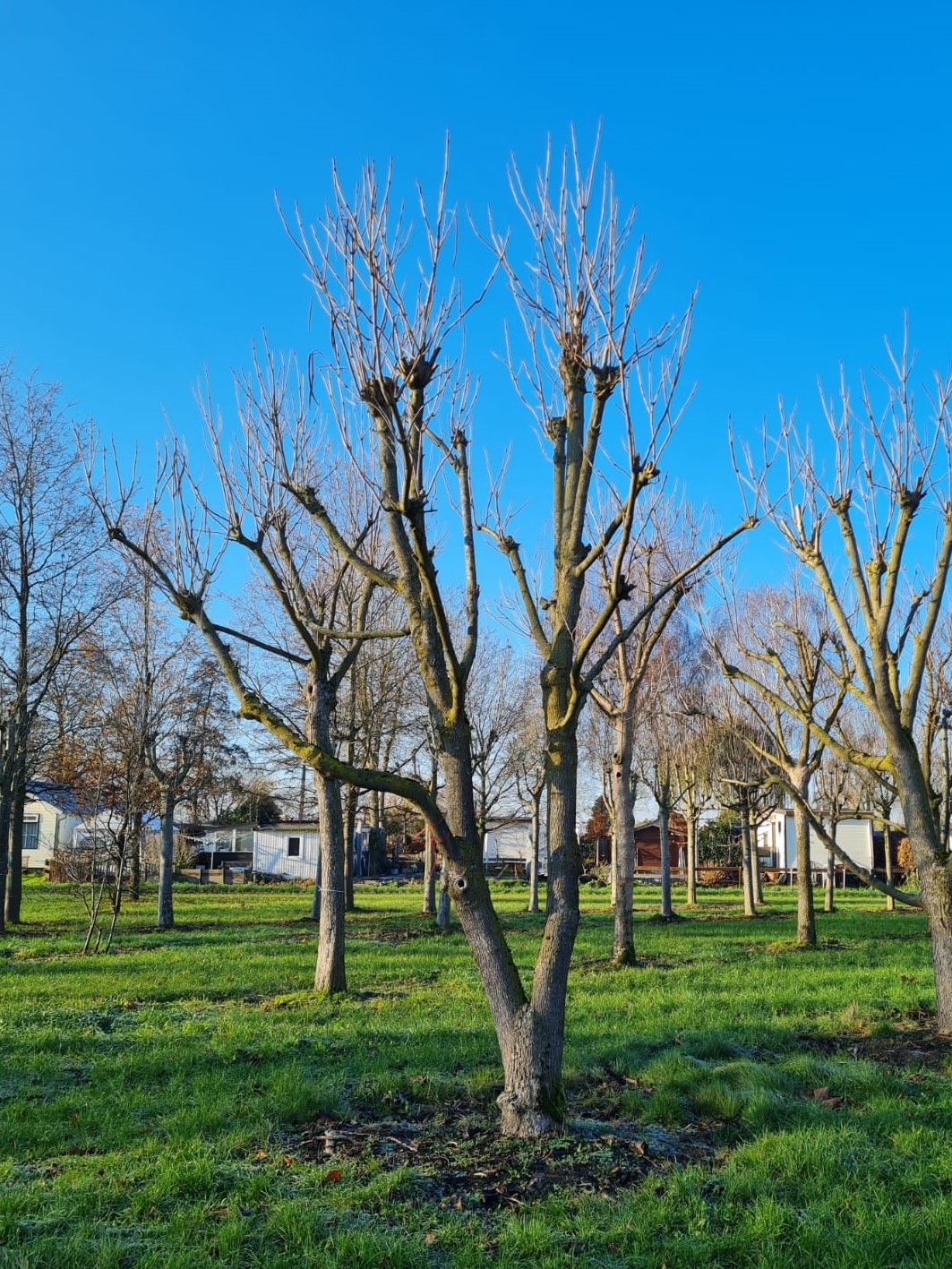 Trompetboom | Meerstammig