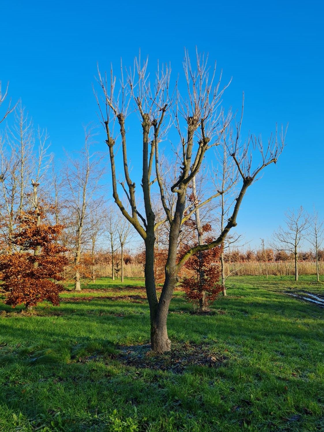 Trompetboom | Meerstammig