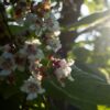 Trompetboom | Halfstam