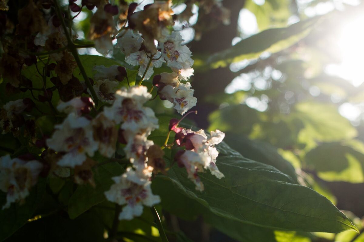 Trompetboom | Halfstam