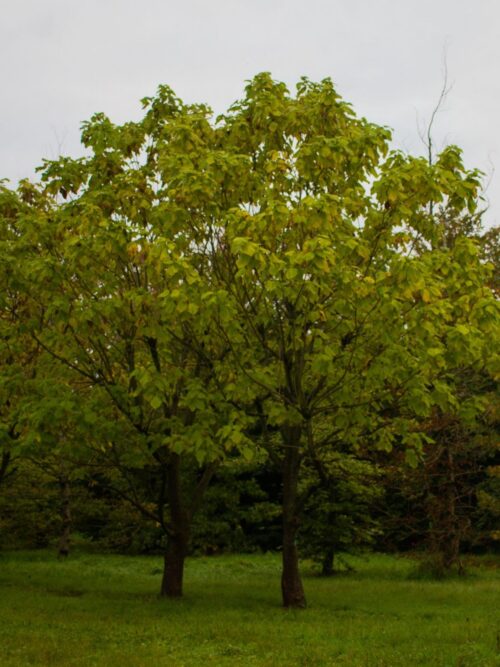 Trompetboom | Halfstam