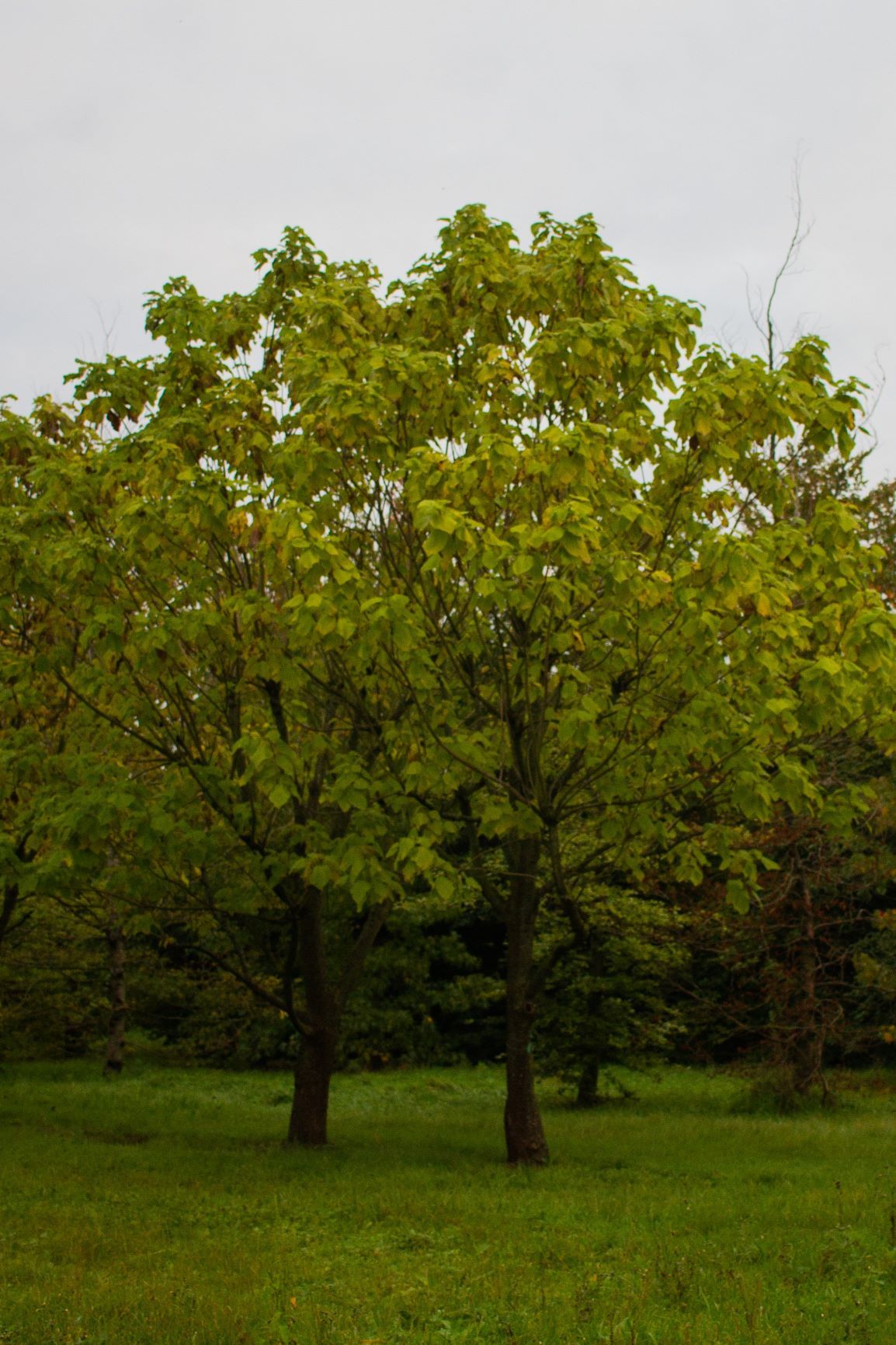 Trompetboom | Halfstam