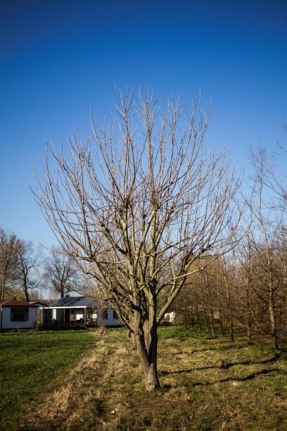 Trompetboom | Halfstam