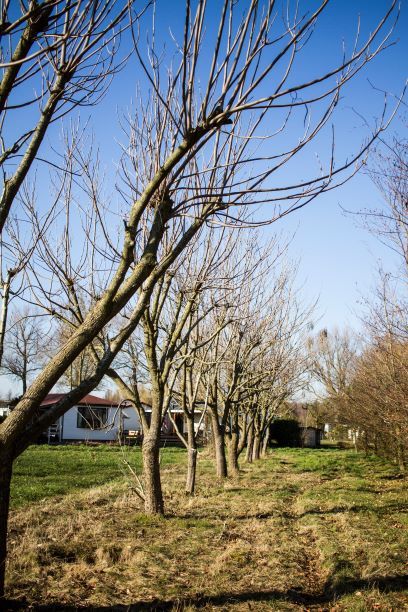 Trompetboom | Halfstam