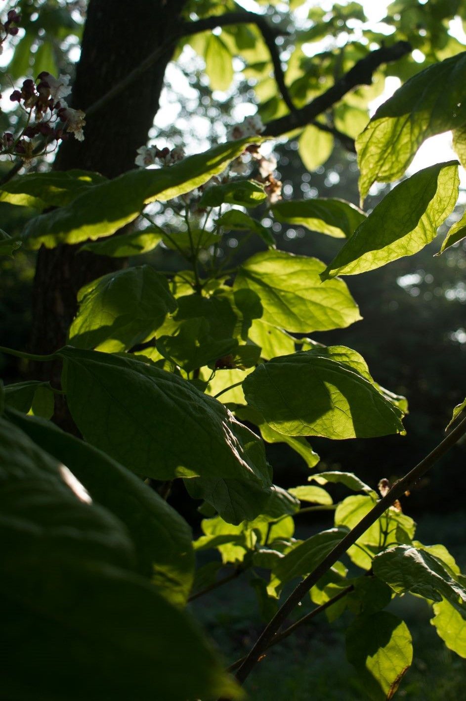 Trompetboom | Halfstam