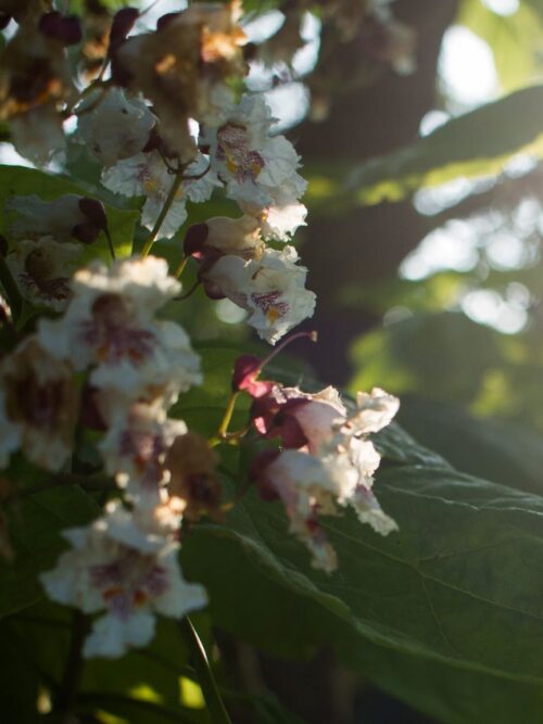 Trompetboom | Halfstam