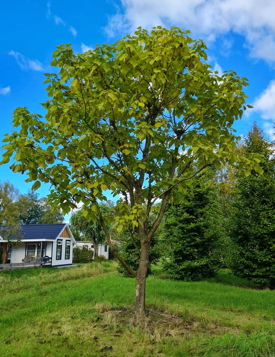 Trompetboom | Halfstam