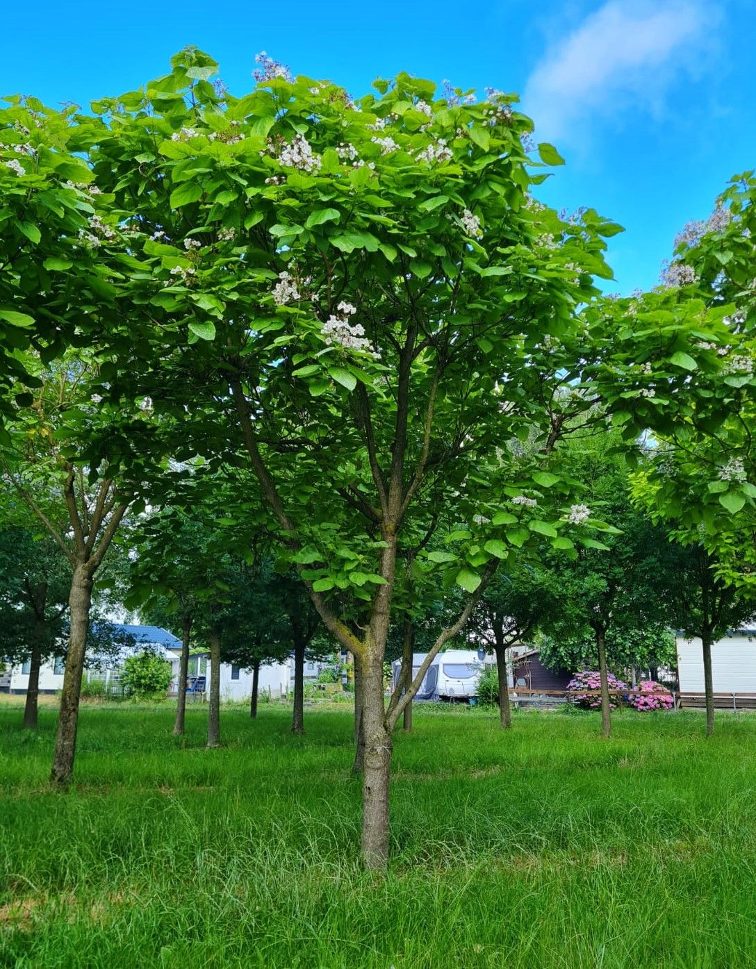 Trompetboom | Halfstam