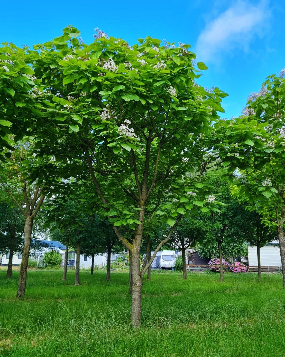 Trompetboom | Halfstam