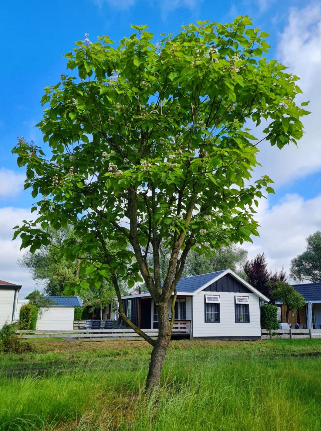 Trompetboom | Halfstam