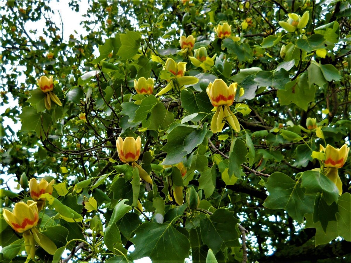 Amerikaanse tulpenboom | Meerstammig